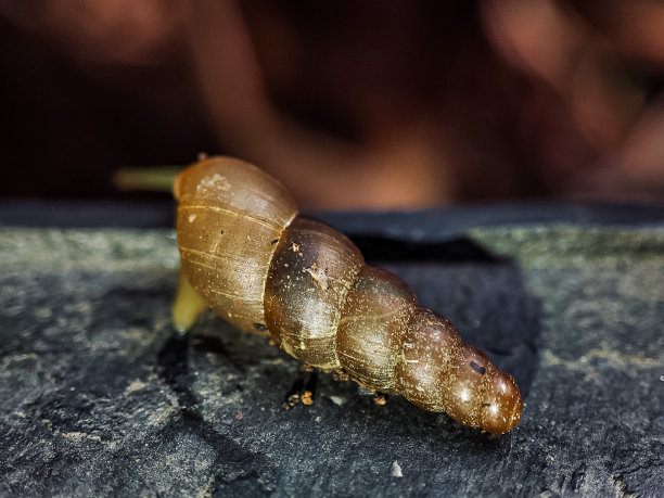 Allopeas clavulinum图片下载