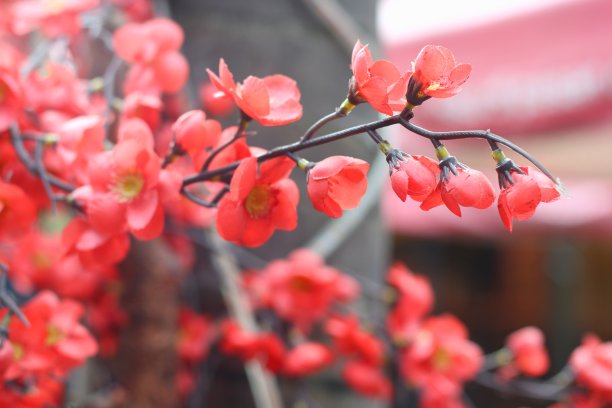 美丽的红花。背景模糊的观赏花。图片下载