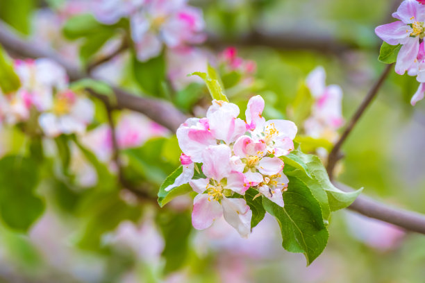 樱花和杏花图片下载