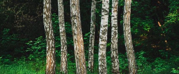 几棵平行的桦树生长在黑暗的森林背景上。从桦树树干排在丰富的植被特写。灌木丛附近的树干的自然背景。桦树的极简主义景观。图片下载
