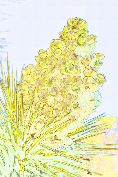 约书亚树花图片下载