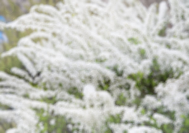 在温暖的天气里，大量的樱花盛开图片下载