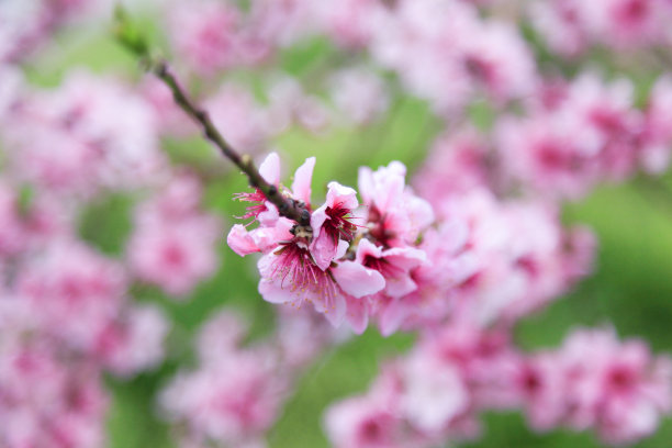 粉红色的樱花或日本樱花，选择性聚焦图片下载
