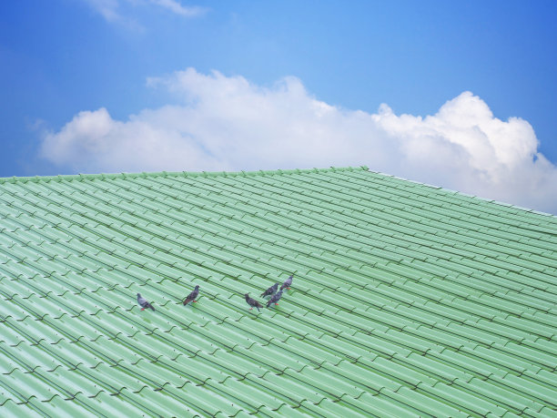 绿色的屋顶瓦片和蓝天背景下站立的鸟儿。图片下载