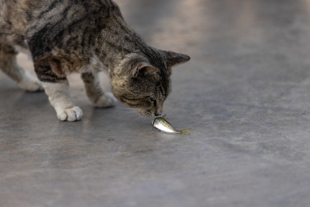 一只流浪猫正在吃一条鲜鱼。图片下载