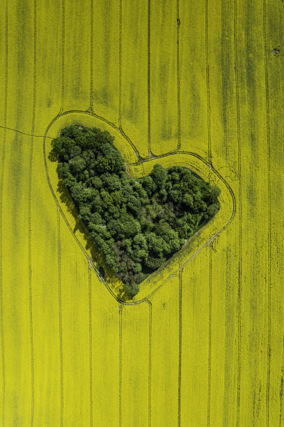 鸟瞰油菜地中央的绿色心形小树林图片下载