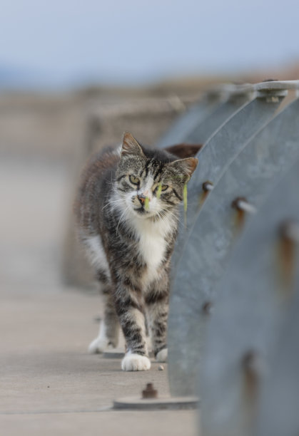 多色虎斑猫。图片下载