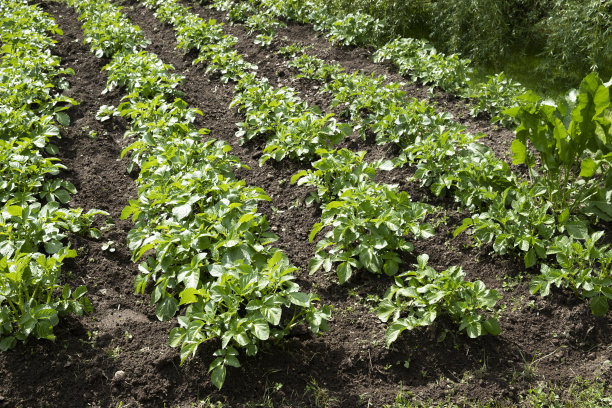 花园地块上美丽而整洁的花园床。图片下载