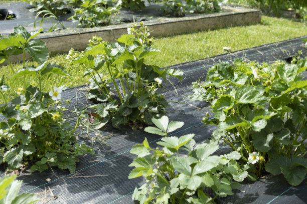 一个种有土豆、胡萝卜、洋葱和草莓的菜园。图片下载