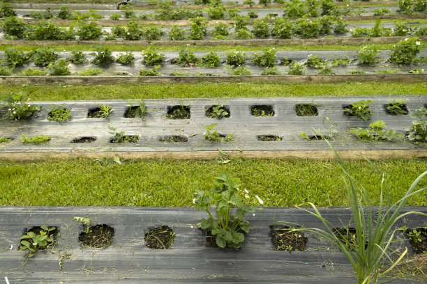 一个种有土豆、胡萝卜、洋葱和草莓的菜园。图片下载