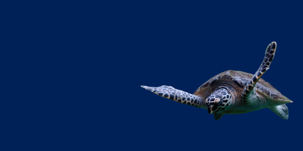 蓝色背景的飞行海龟图片下载