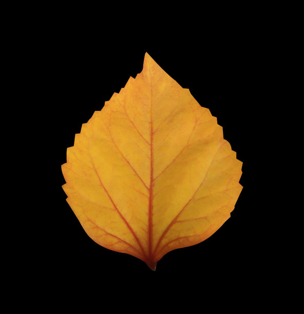 黄色的叶子图片下载
