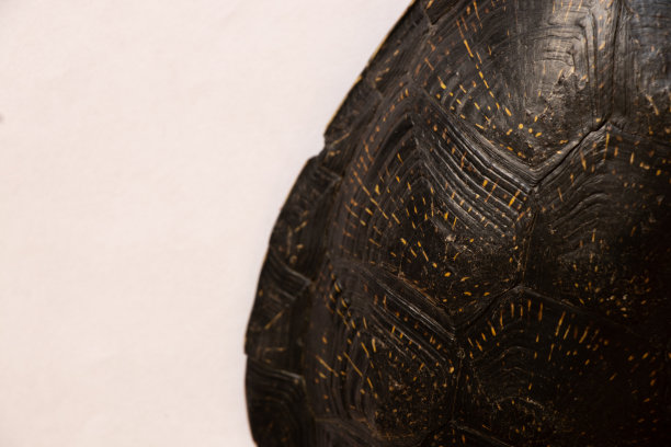 一个孤立背景的乌克兰龟的龟壳图片下载