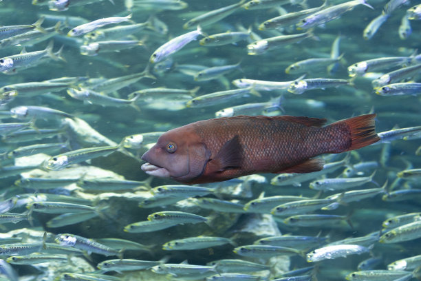 Bulgyhead濑鱼图片下载