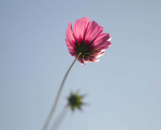 粉色宇宙花剪影图片下载
