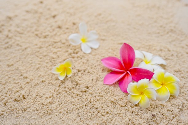 靠近海滩上的鸡蛋花。图片下载