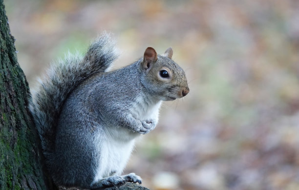 栖息在树木繁茂地区的树上的灰松鼠，卡洛林灰松鼠图片下载