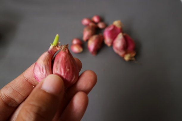 手拿霸王腊肠或青葱放在灰色背景的木碗上。葱芽。红洋葱。图片下载