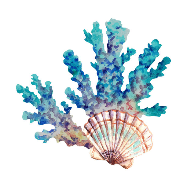 海珊瑚和贝壳。水彩插图在一个孤立的背景。海洋动物。蓝色珊瑚。图片下载