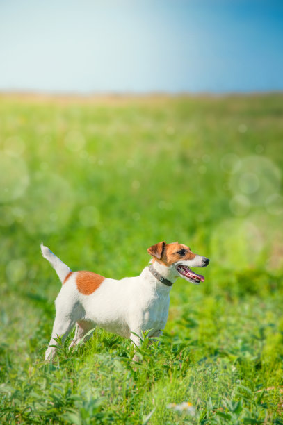 一只年轻的猎狐犬在绿色的草地上散步图片下载