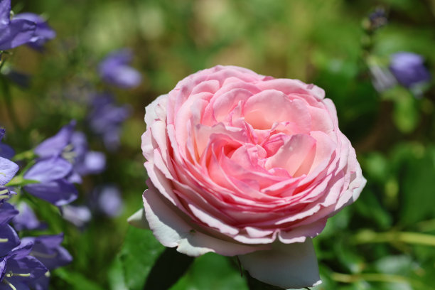 美丽的杏色英国攀缘玫瑰与浪漫的外观在夏季多年生花园旁边的小屋。图片下载