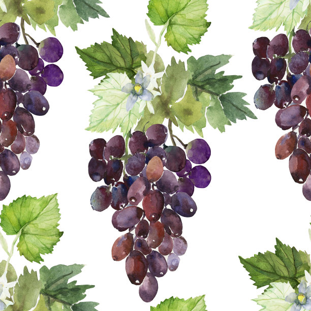 葡萄和叶子的水彩图案图片下载