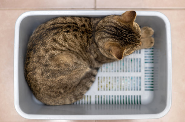 猫砂盆里的虎斑猫图片下载