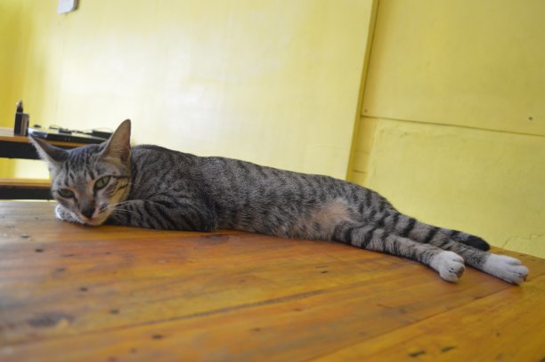 一只小猫图片下载