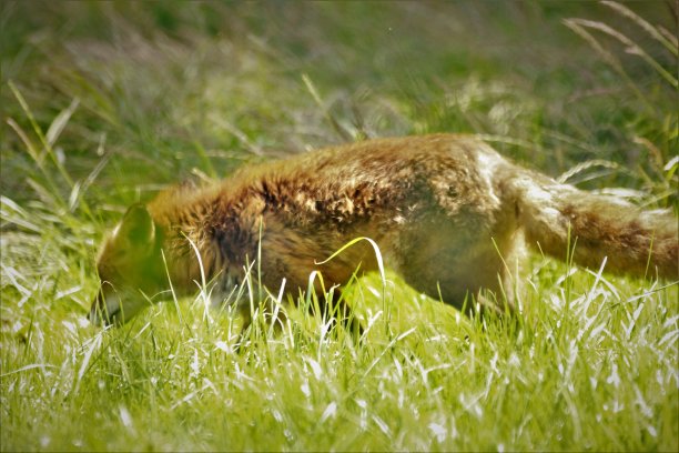 顽皮的狐狸在阳光下玩耍图片下载