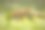 顽皮的狐狸在阳光下玩耍图片下载