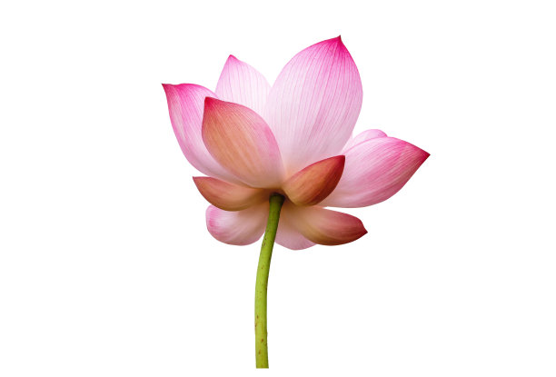 白色背景上孤立的粉红色莲花。用于广告设计和组装。文件与剪切路径这样容易工作。图片下载