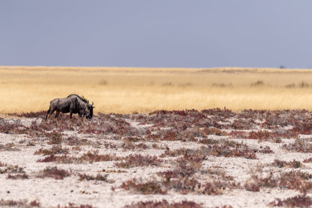 埃托沙的角马图片下载