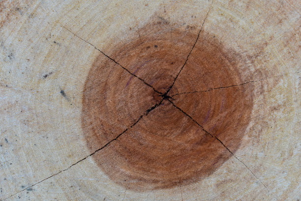 木材表面背景，切割木材树干图片下载