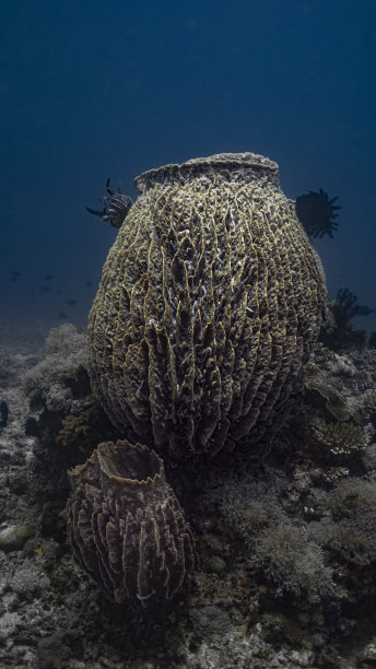 海绵? !图片下载