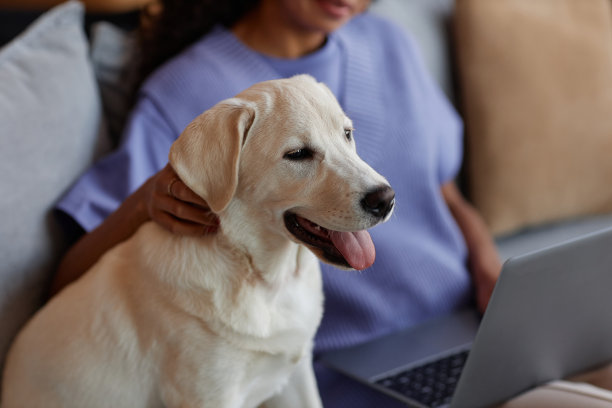 微笑的白狗坐在沙发上，享受着在家放松的女人的宠物图片下载