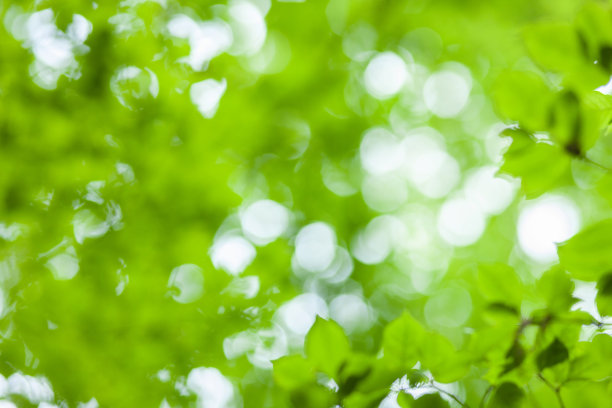 森林树叶模糊散景背景图片下载