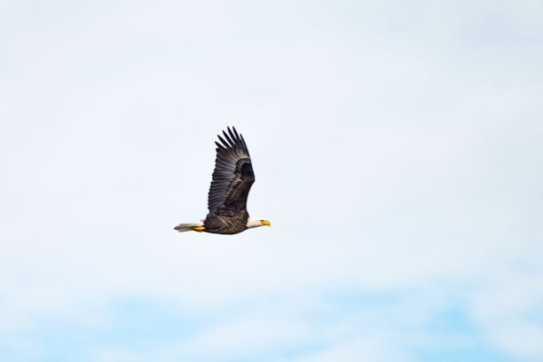 雄鹰在天空中优雅地飞翔，展翅飞翔图片下载