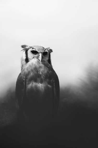 在雾蒙蒙的背景下，一只猫头鹰栖息在树枝上的灰度照片图片下载