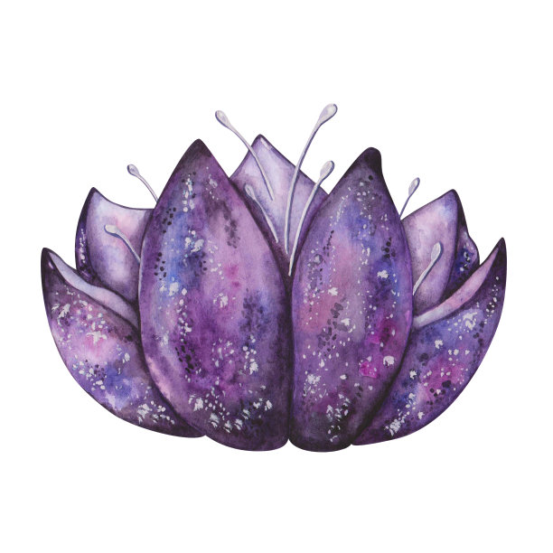 水彩插图。手绘莲花，紫色，蓝色，黑色，紫色。睡莲，百合。星空之夜的空间色彩。荷花盛开。隔离的花卉剪贴艺术的横幅图片下载