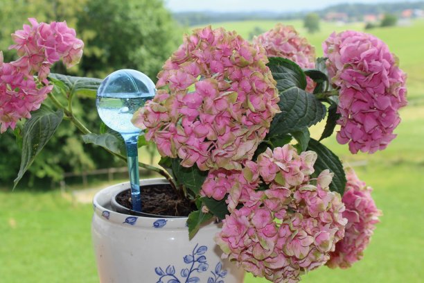 一个蓝色球体形状的植物饮水机，这里是绣球花。代替几天的浇水。适合休假时使用。图片下载