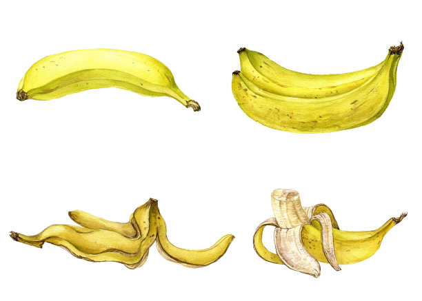 香蕉，水彩画水果在白色的背景图片下载