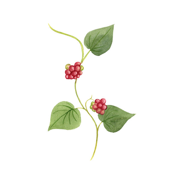 铁蒺藜根的水彩画植物图片下载