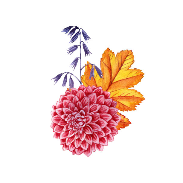 水彩画大丽花图片下载