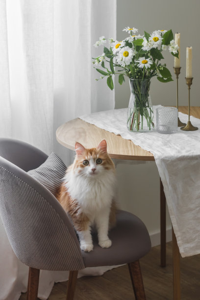 舒适的家庭室内——客厅圆桌旁边的椅子上有一只红猫图片下载