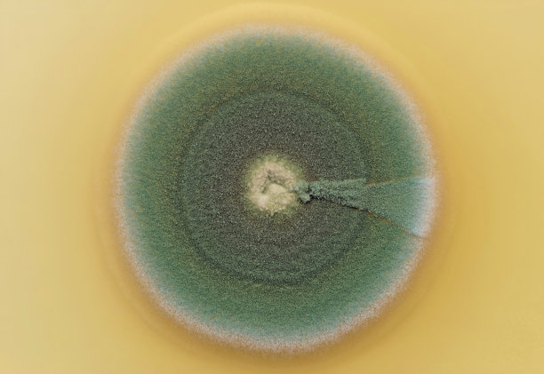 高倍镜下常见真菌的菌落图片下载