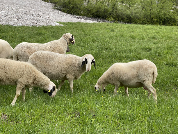 羊群在阿尔卑斯山的山谷里吃草图片下载