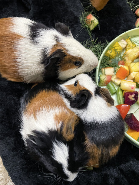 一群母猪的特写图片，美国三色豚鼠幼崽，年轻，黑色，姜黄色和白色的洞穴坐在黑色毯子上，吃切碎的新鲜水果和蔬菜，宠物食品碗，高架视图图片下载