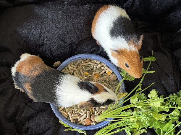一对母猪的特写图片，美国三色豚鼠幼崽，年轻，黑色，姜黄色和白色的洞穴坐在黑色毯子上吃干食物，一堆香菜，宠物食品碗，抬高视野图片下载