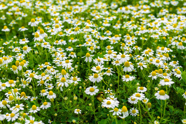 春天绿草地上的雏菊图片下载