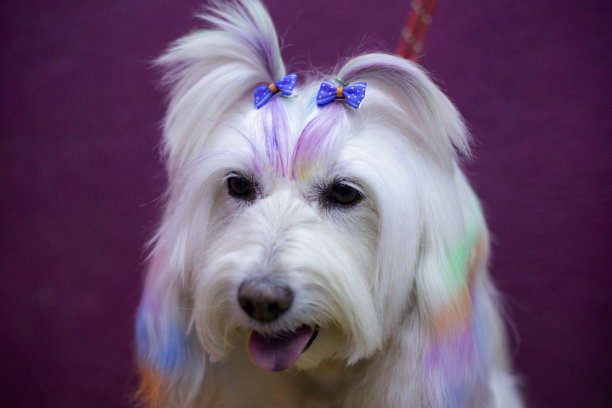 梳着小辫子的狗的肖像图片下载